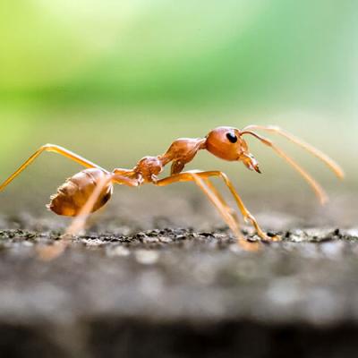 A lone fire ant