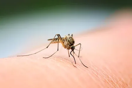 mosquitoes outside