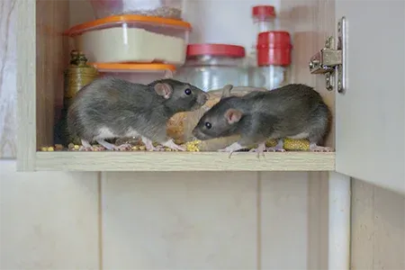 mice in the kitchen