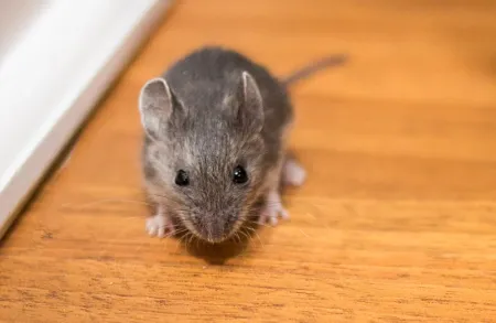 mouse in a house