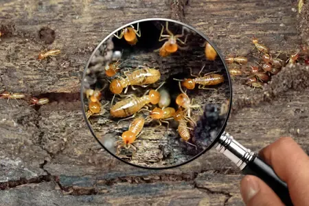 termite inspection