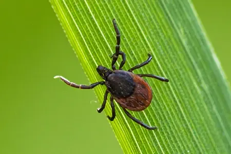 ticks in the grass
