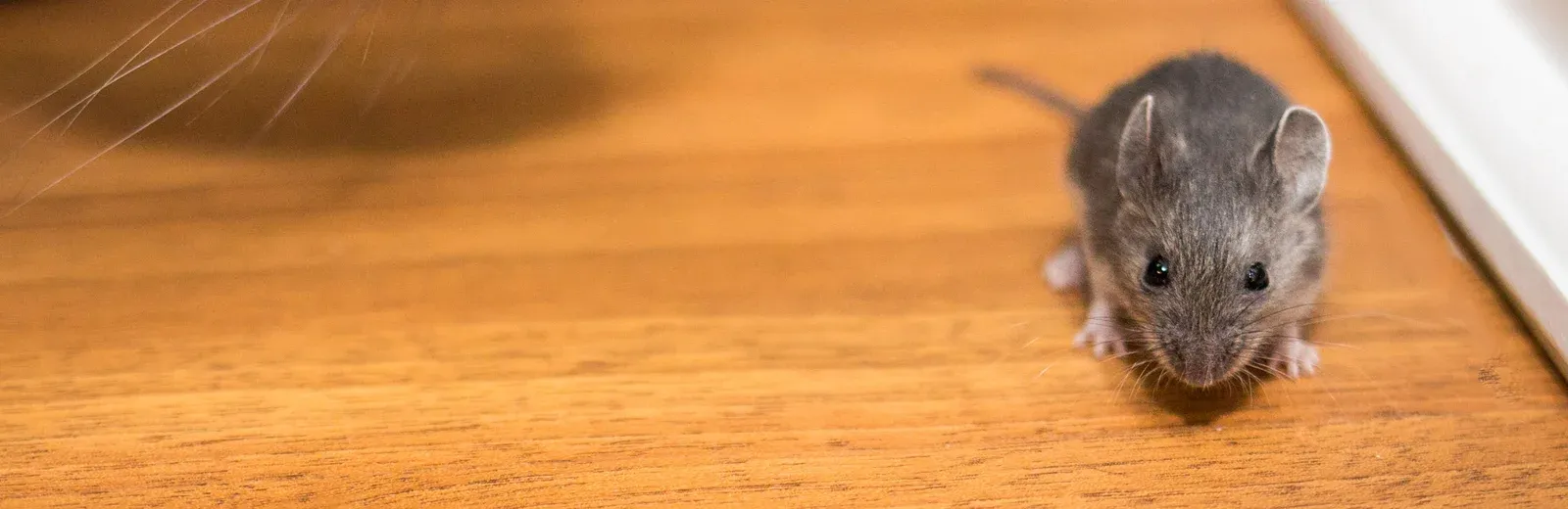 mouse in the living room behind the couch