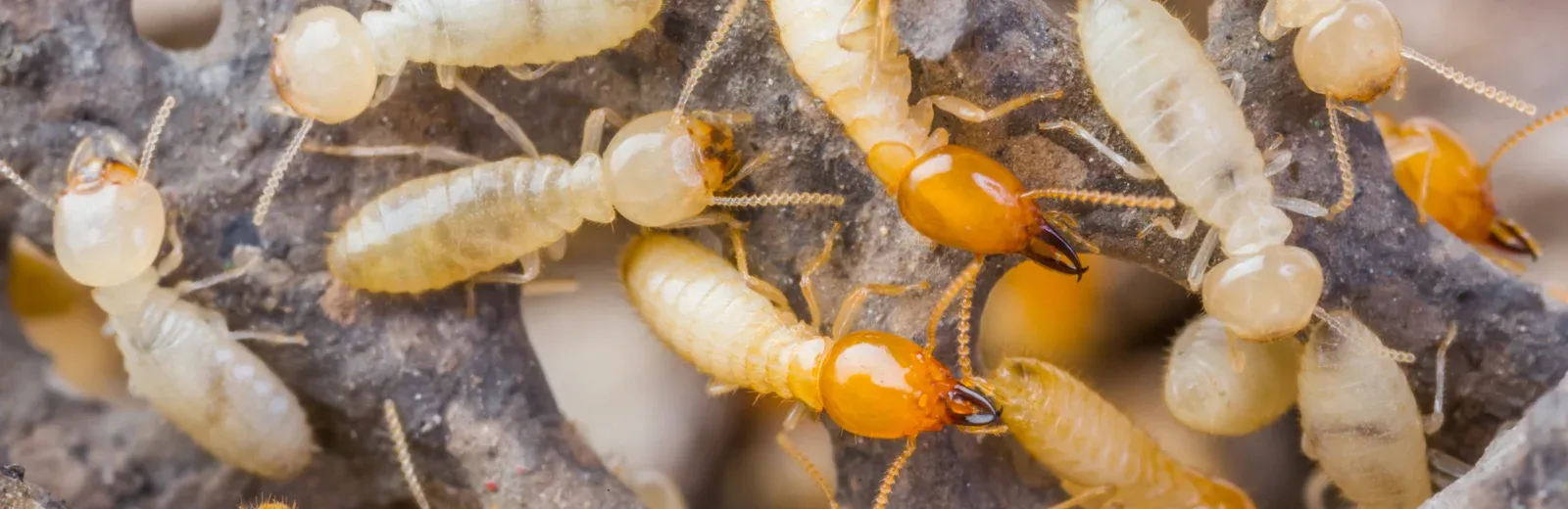 termites on wood