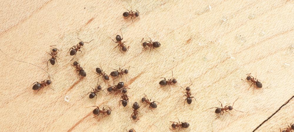 ants on wooden floor