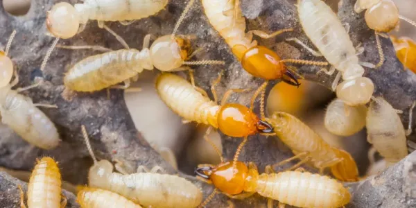 termites
